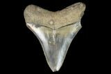 Serrated, Fossil Megalodon Tooth - South Carolina #124693-1